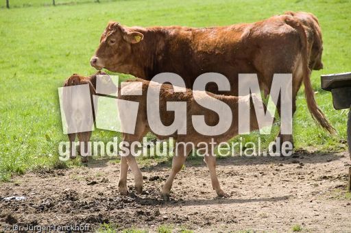 Hausrind (60 von 174).jpg